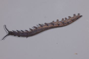 Media type: image;   Invertebrate Zoology 168056 Description: Digital photograph of specimen in life.;